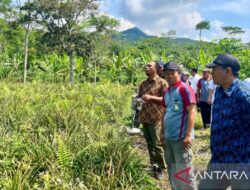 Kemenkumham periksa permohonan Indikasi Geografis Nanas Madu Pemalang