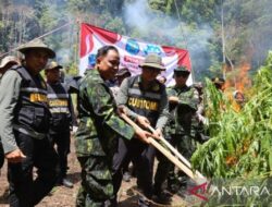 BNN RI musnahkan 2,5 hektare lahan ganja di Aceh Besar