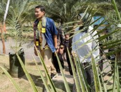 Daya Tarik Agrowisata Kebun Kurma Pertama di Indonesia yang Bikin Sandiaga Uno Takjub